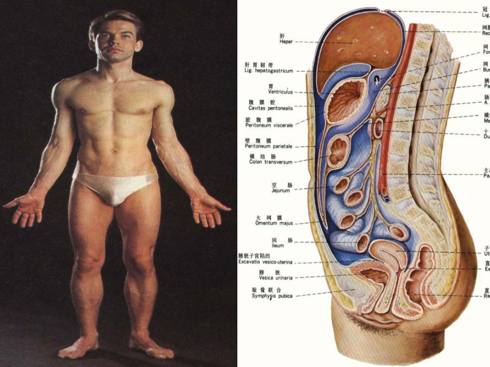 《腹部局解》PPT课件