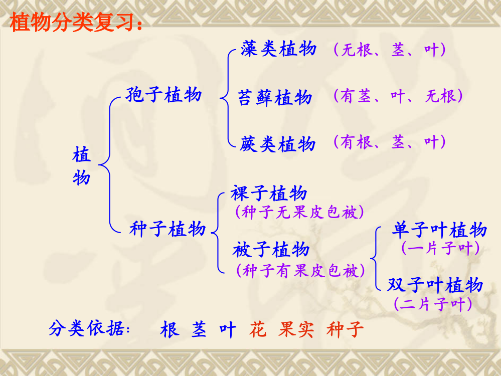 有根茎叶双子叶植物被子植物