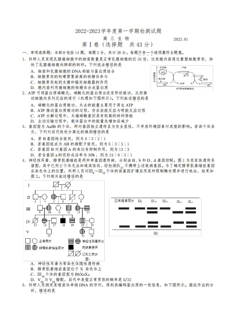 2023届江苏省扬州市高三上学期期末考试生物试卷含答案