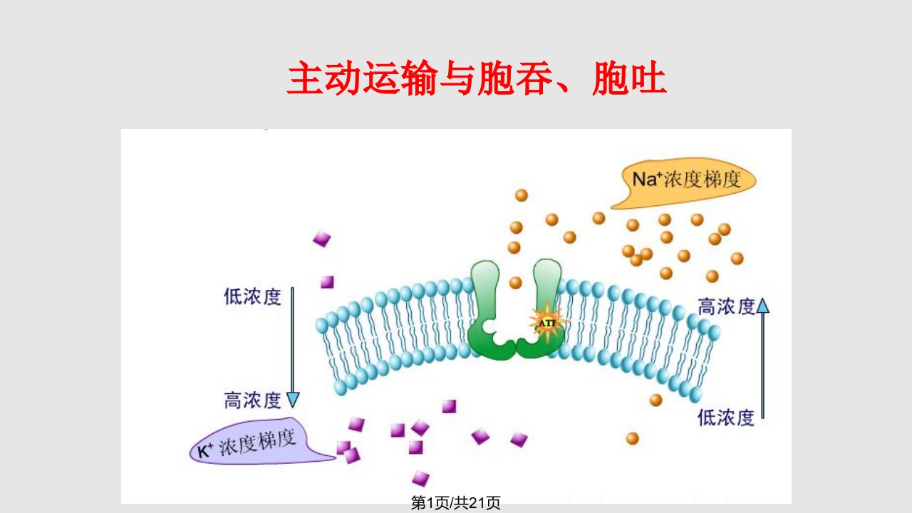 主动运输与胞吞胞吐PPT课件