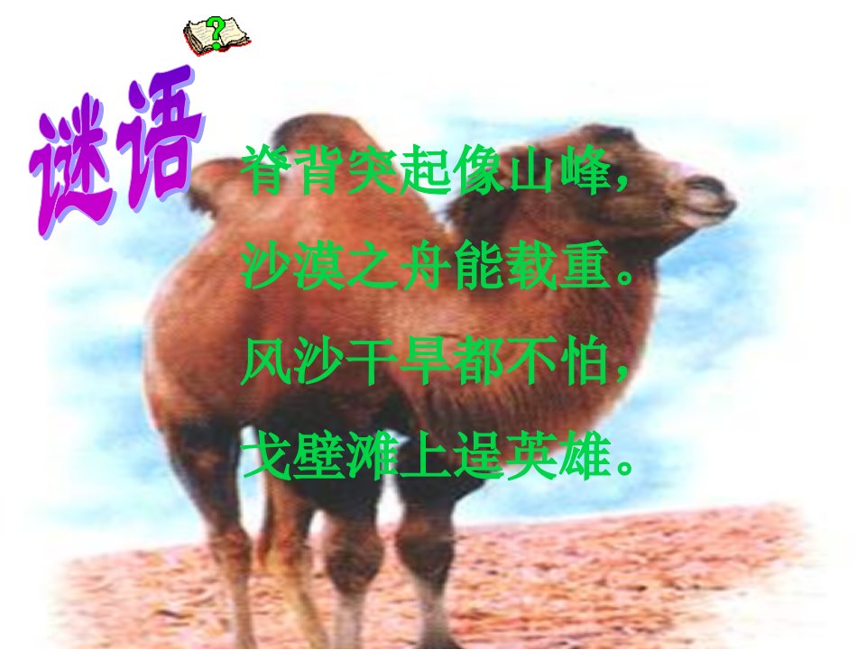 《找骆驼》教学课件2