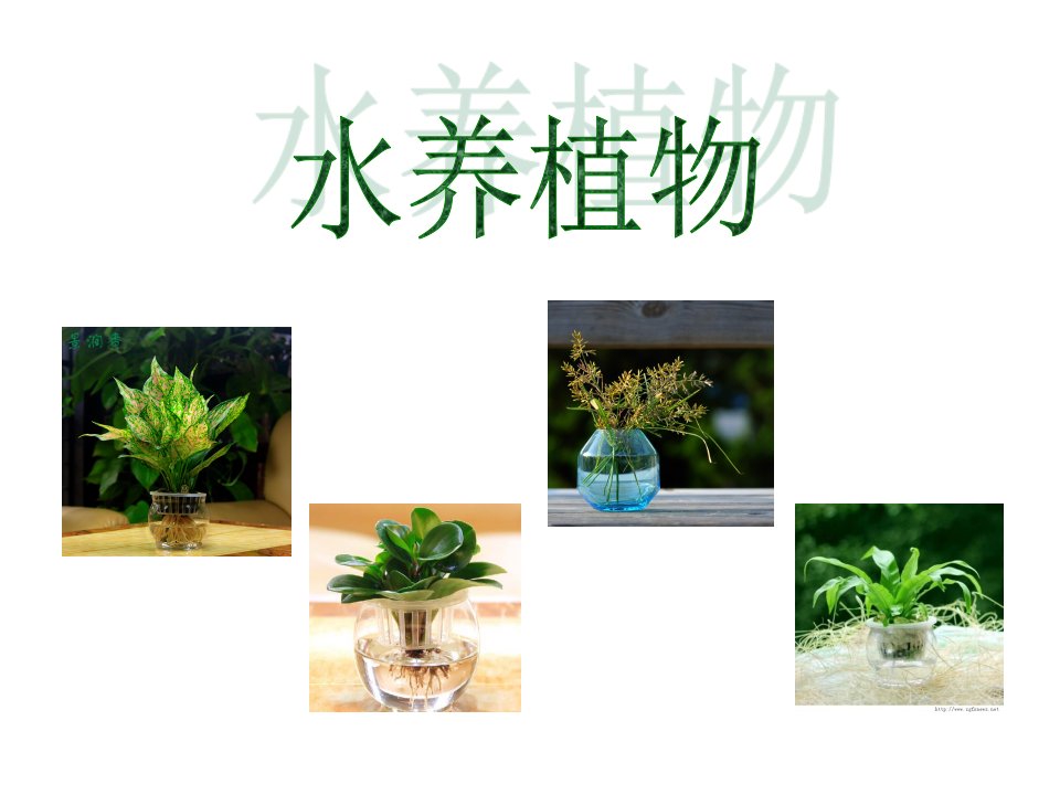 水培植物PPT课件