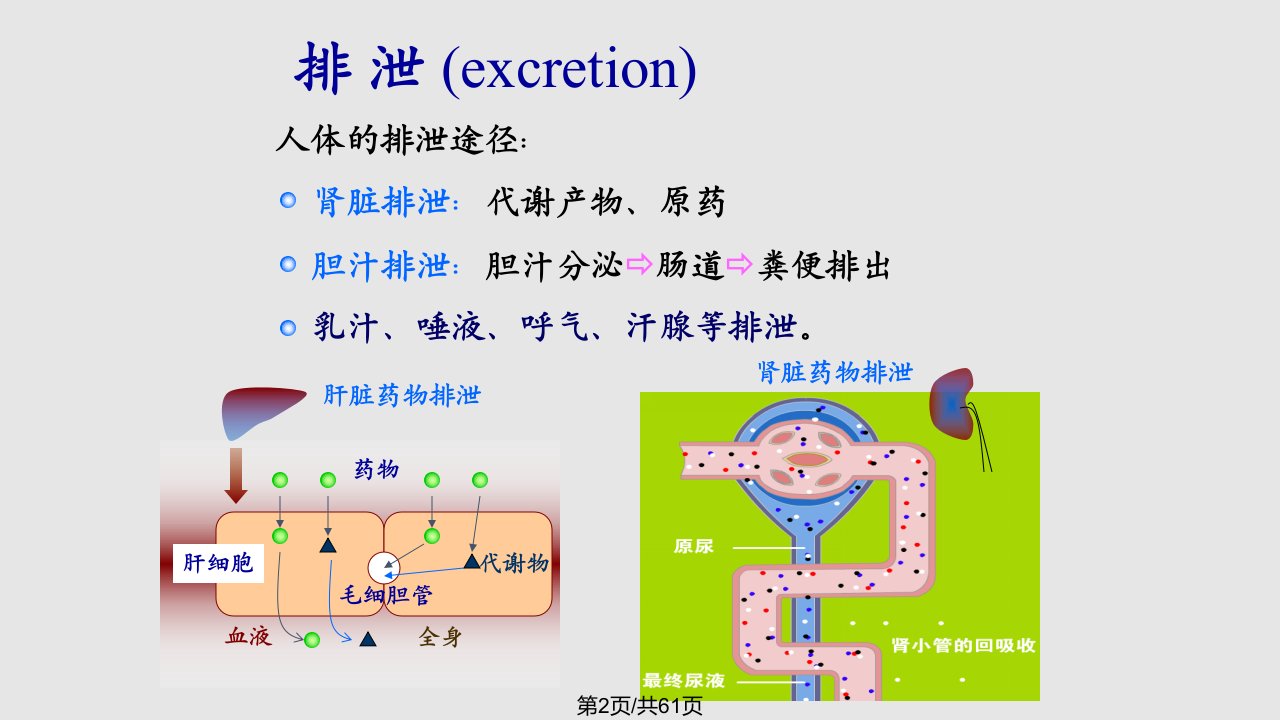 药物排泄新模板