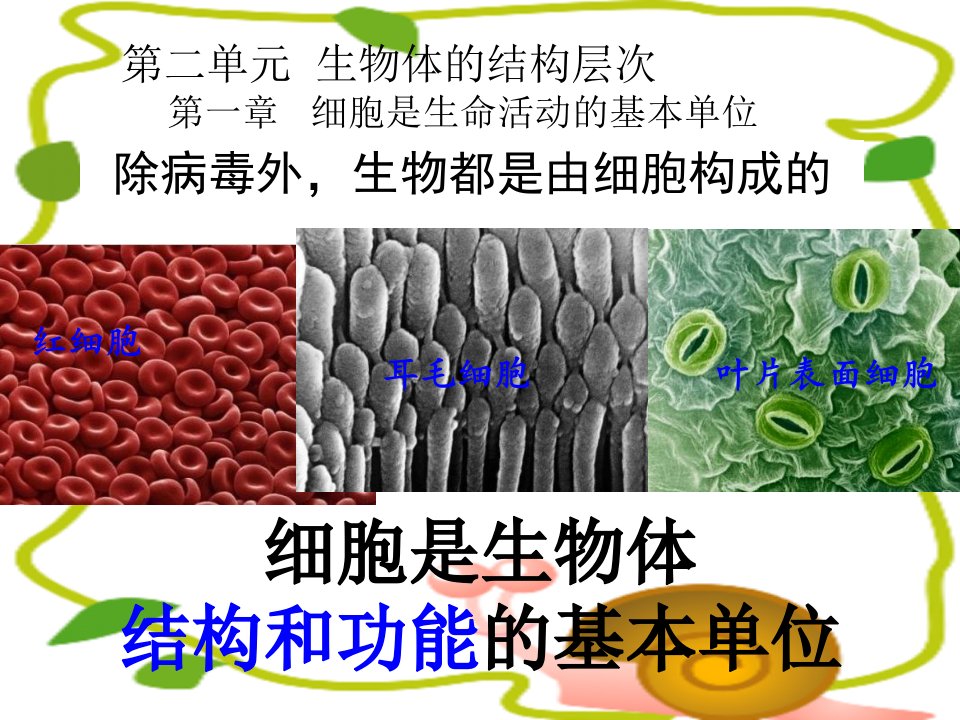 新人教版生物七上练习使用显微镜课件