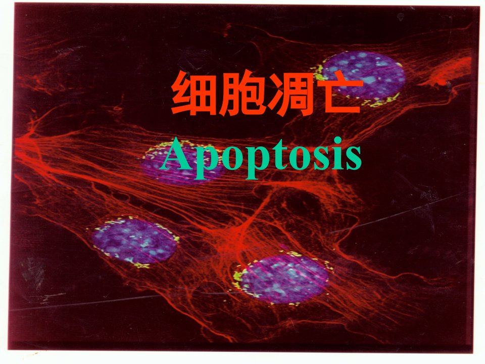 apoptosis细胞凋亡ppt课件