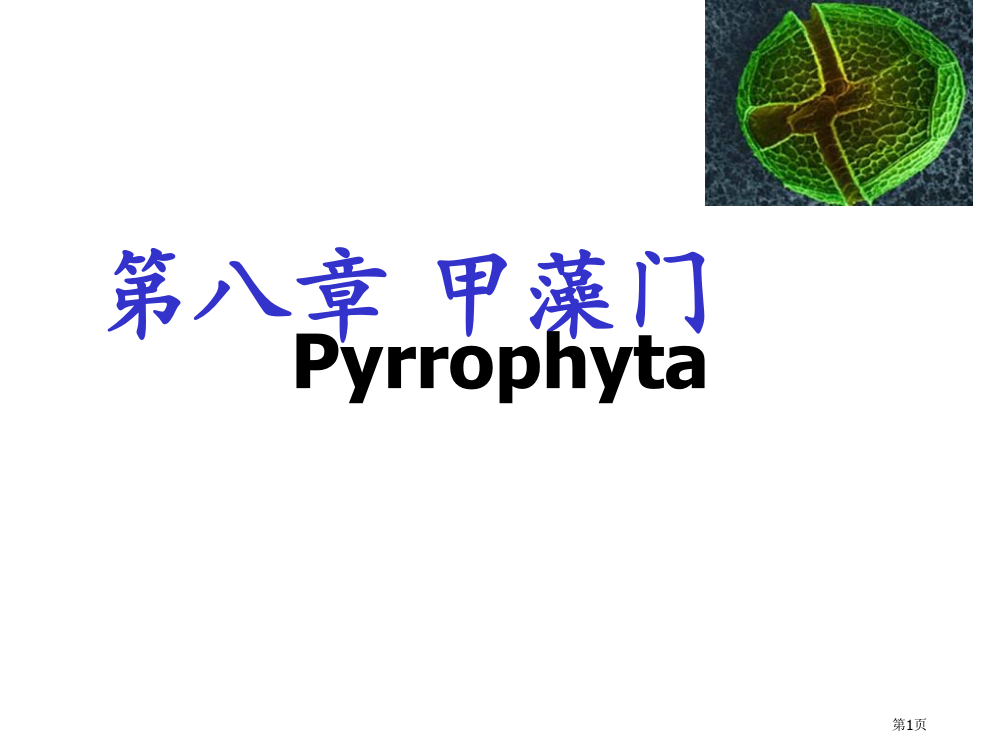 水生生物学甲藻门省公共课一等奖全国赛课获奖课件