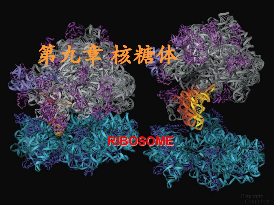 核糖体ribosome