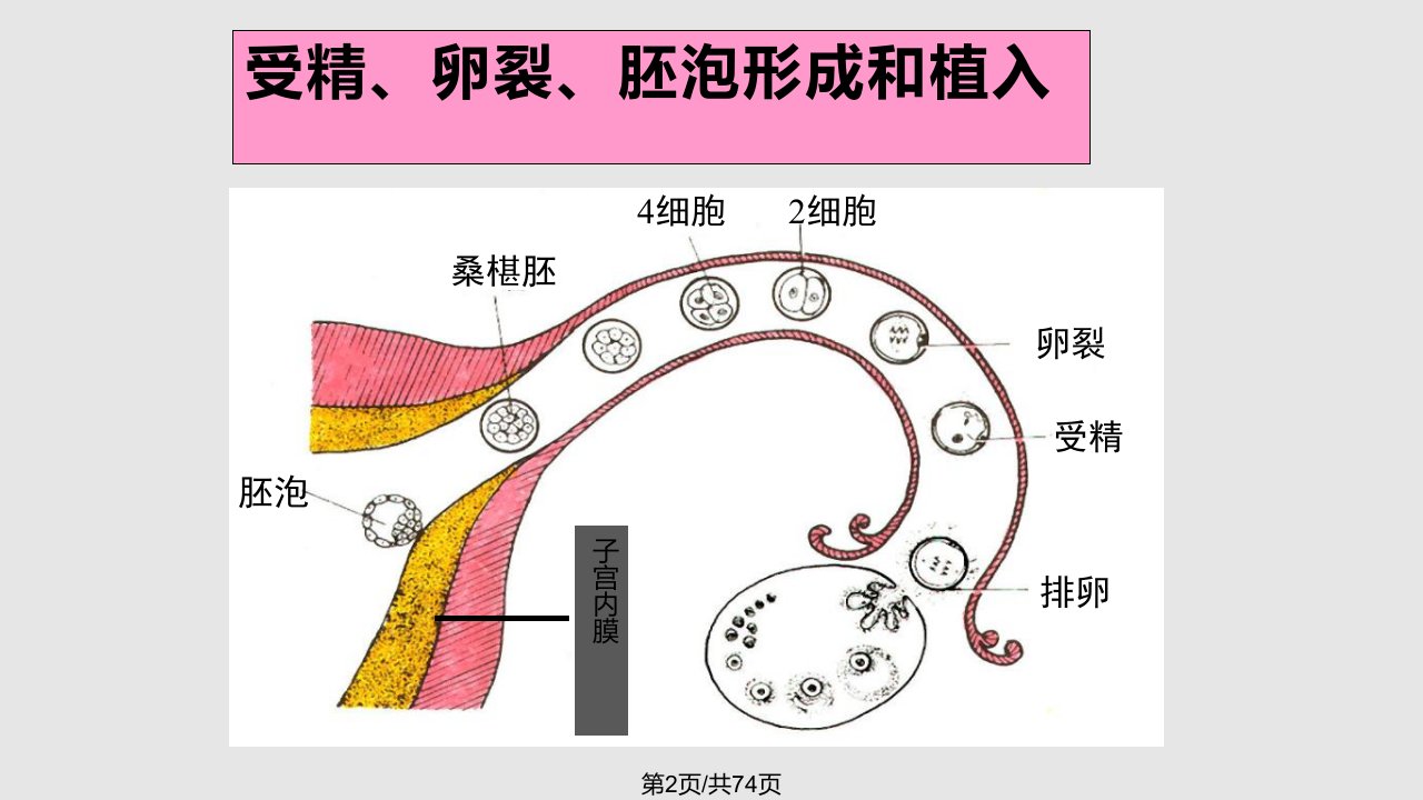 胚胎发生总论邹仲之