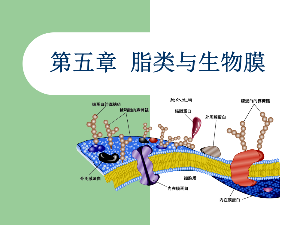 第五章脂类与生物膜