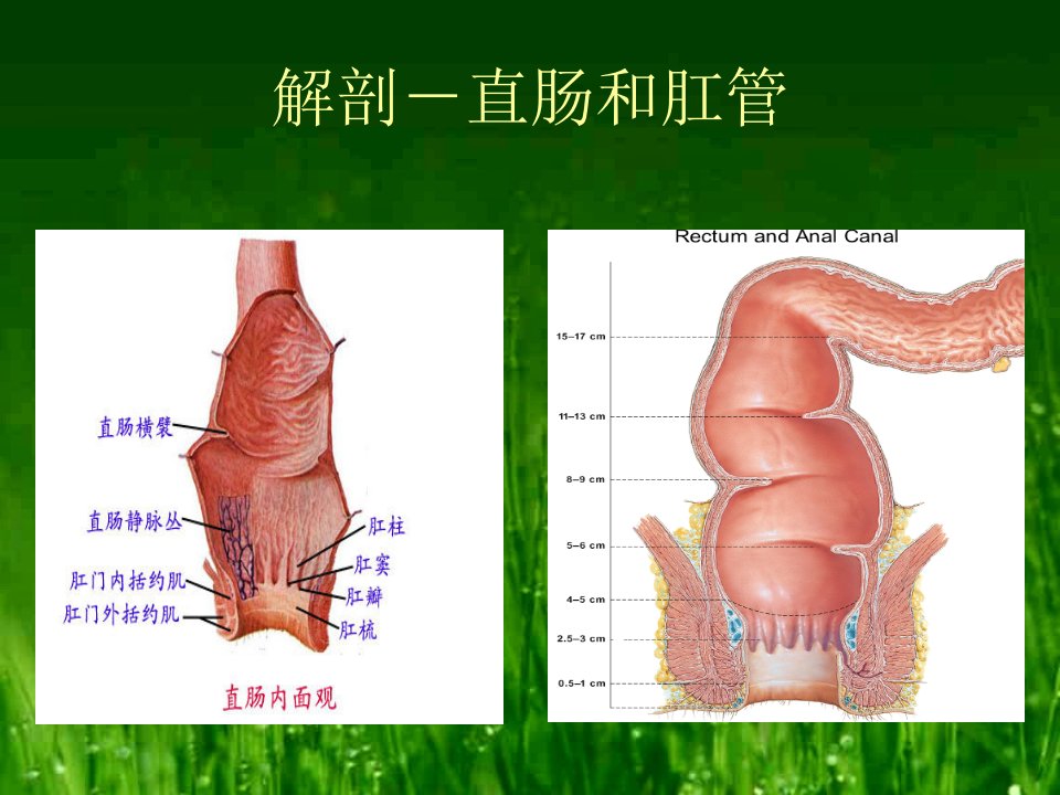 直肠肛管疾病护理常规ppt课件