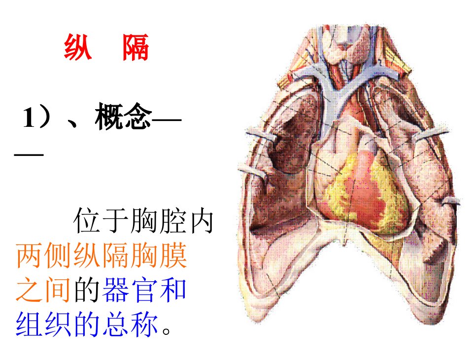 华西解剖学课件纵隔