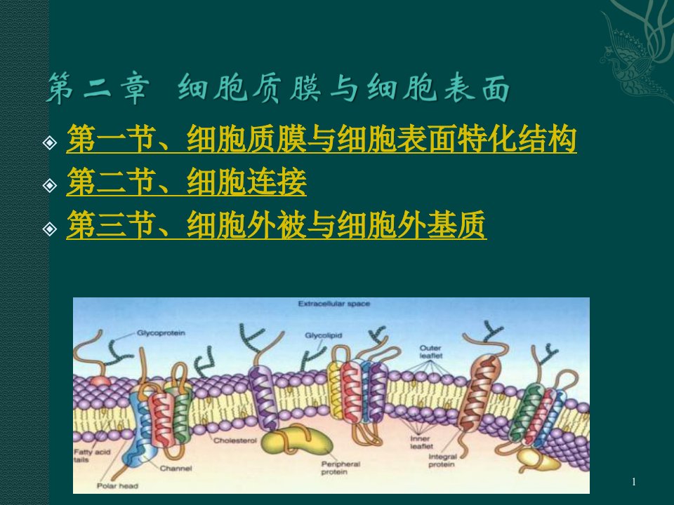 第四章细胞质膜