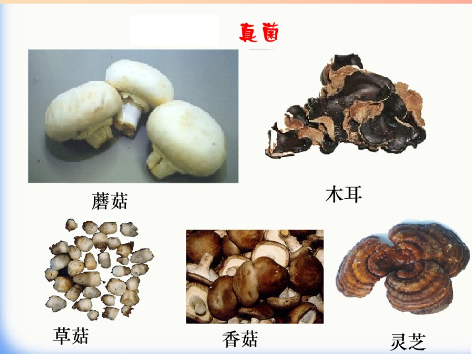 吉林省长春市八年级生物上册