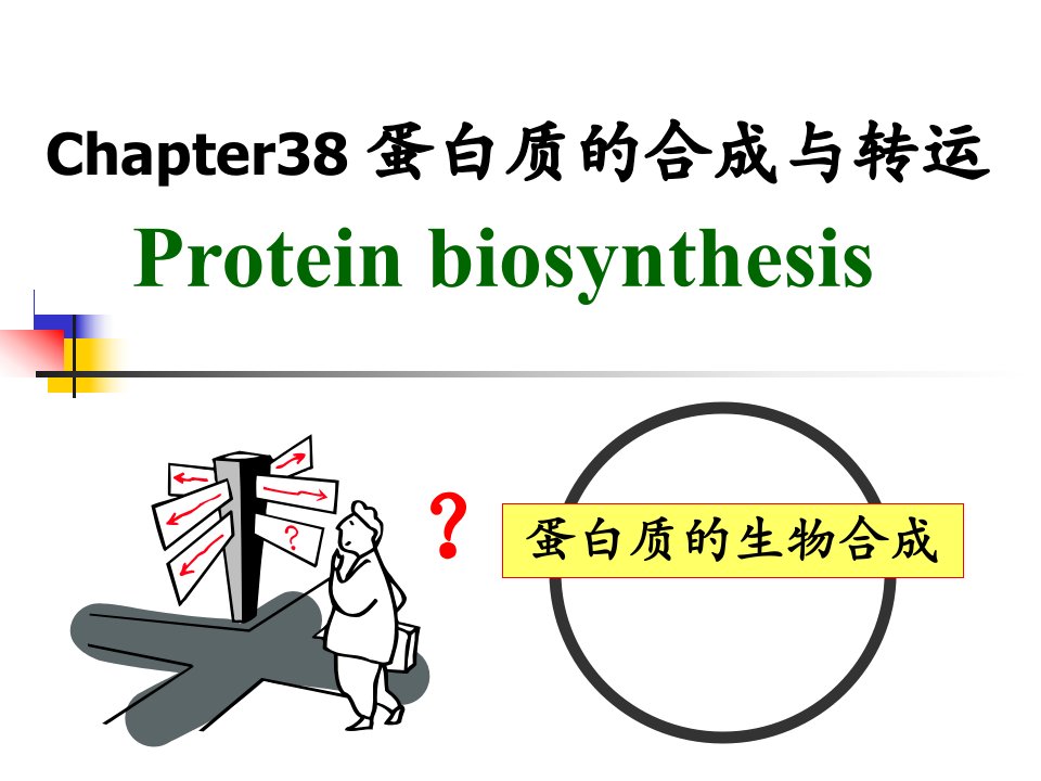 第38章蛋白质的合成与转运