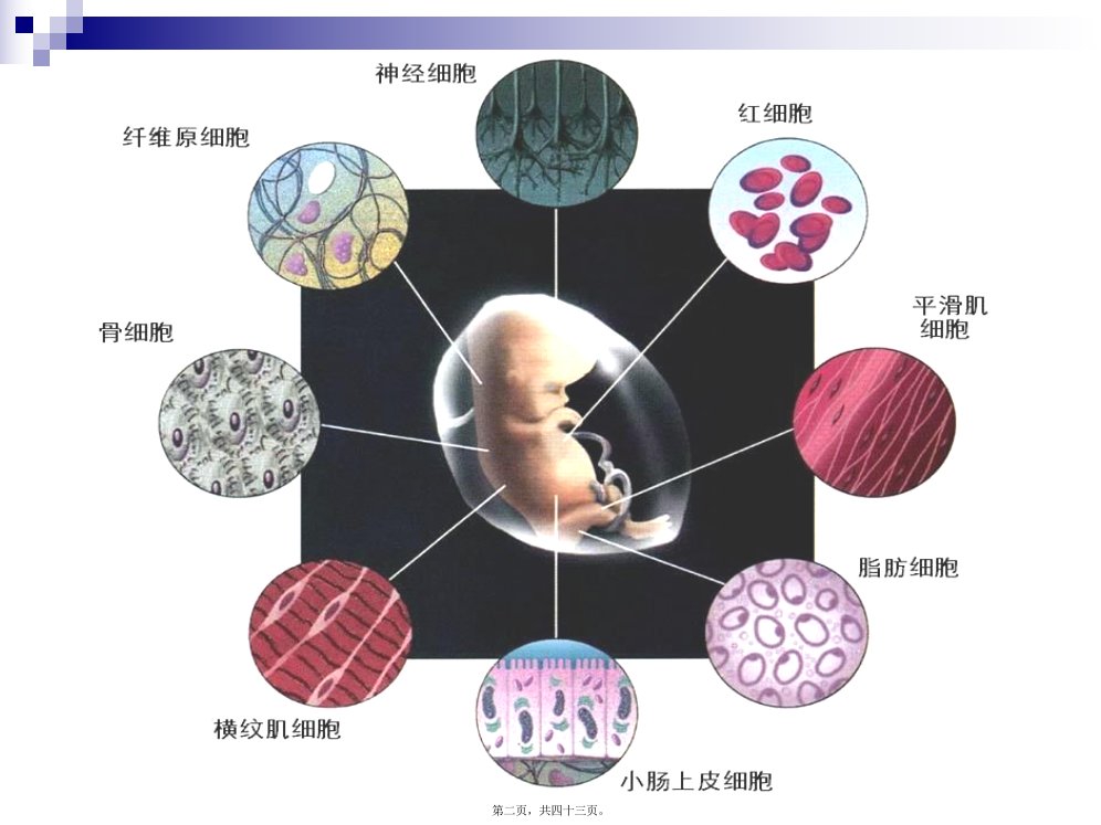 医学专题第四篇第二节细胞分化