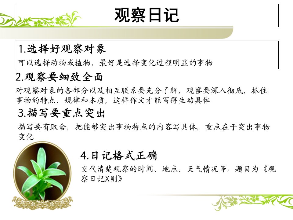 绿豆芽观察日记