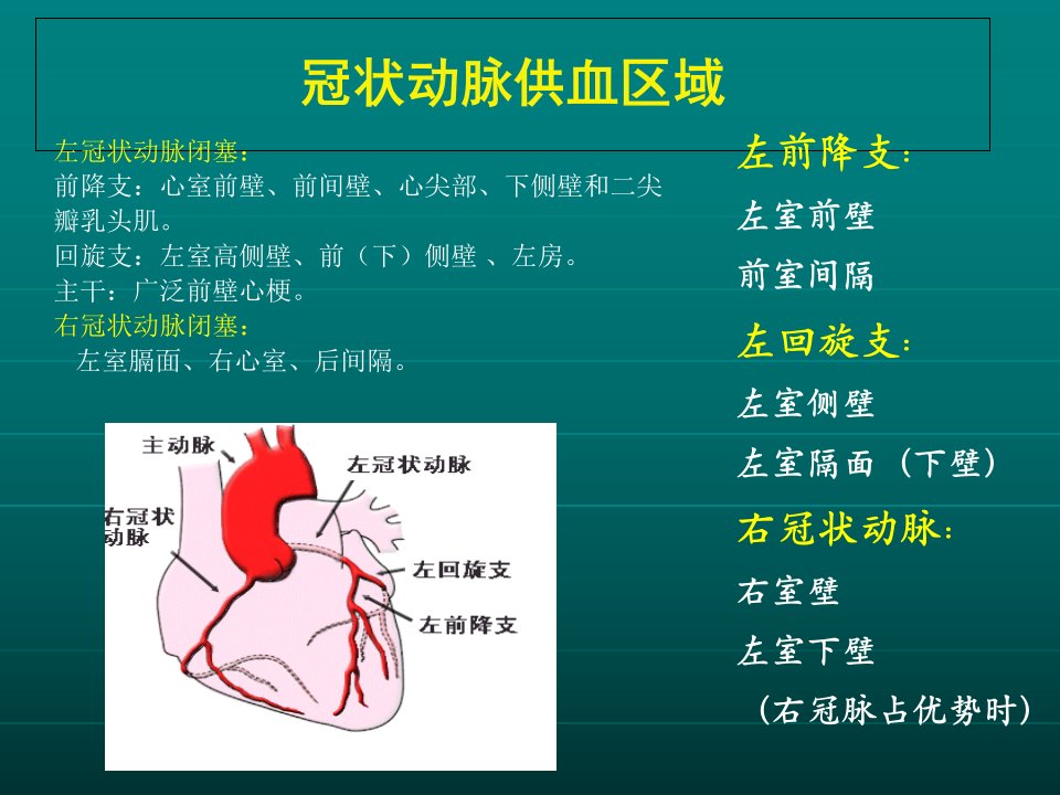 冠状动脉供血区域