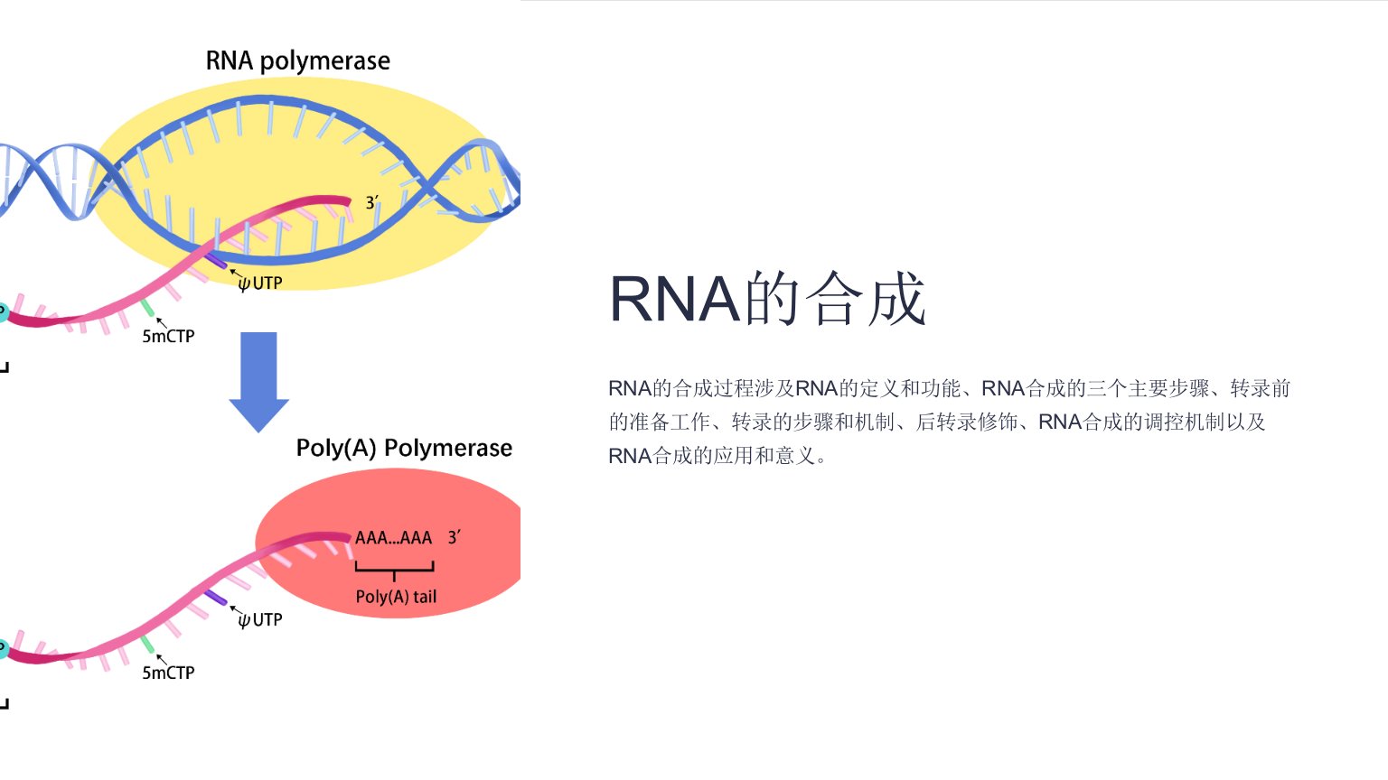 《RNA的合成》课件