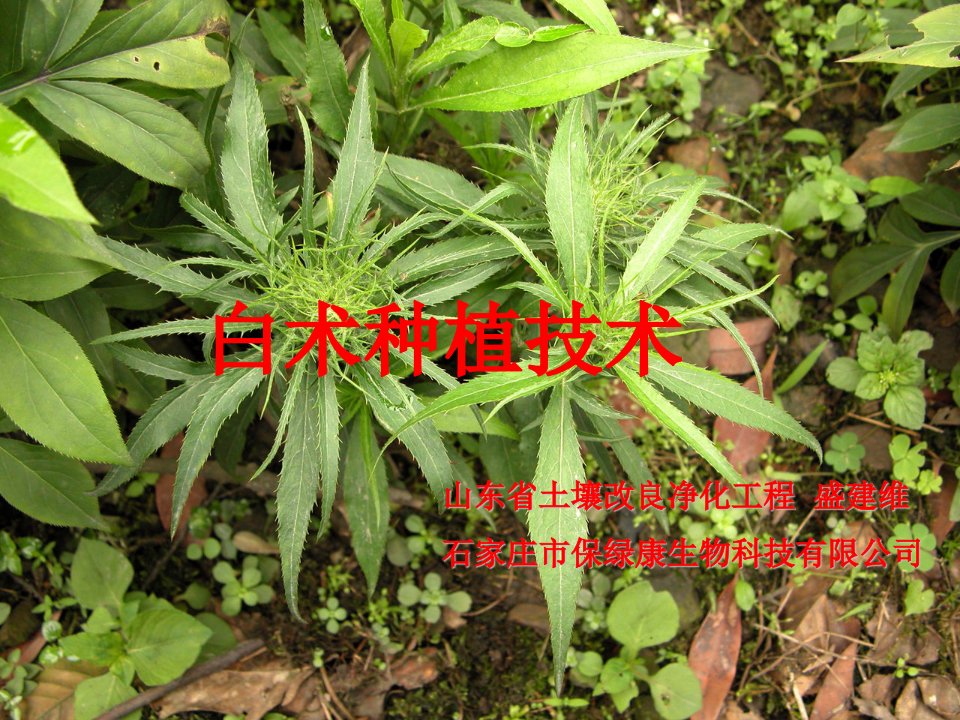 《白术种植技术》PPT课件