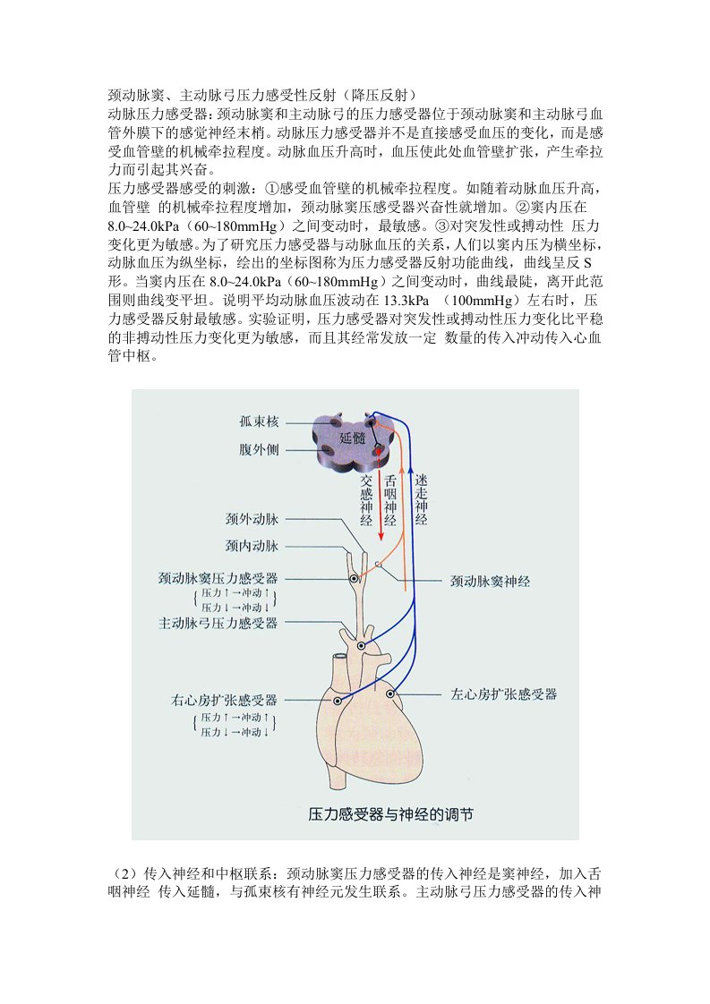 降压反射