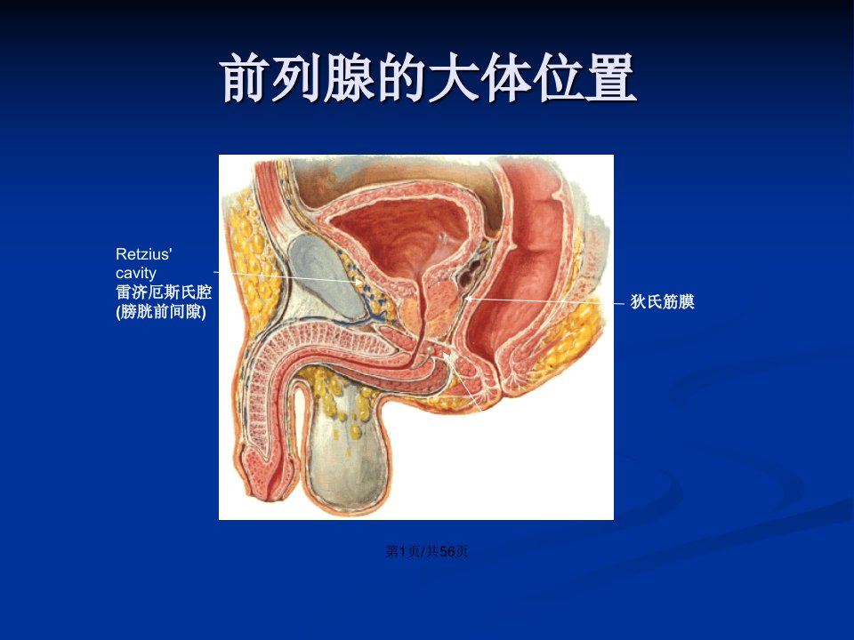 前列腺的局部解剖与前列腺癌根治术