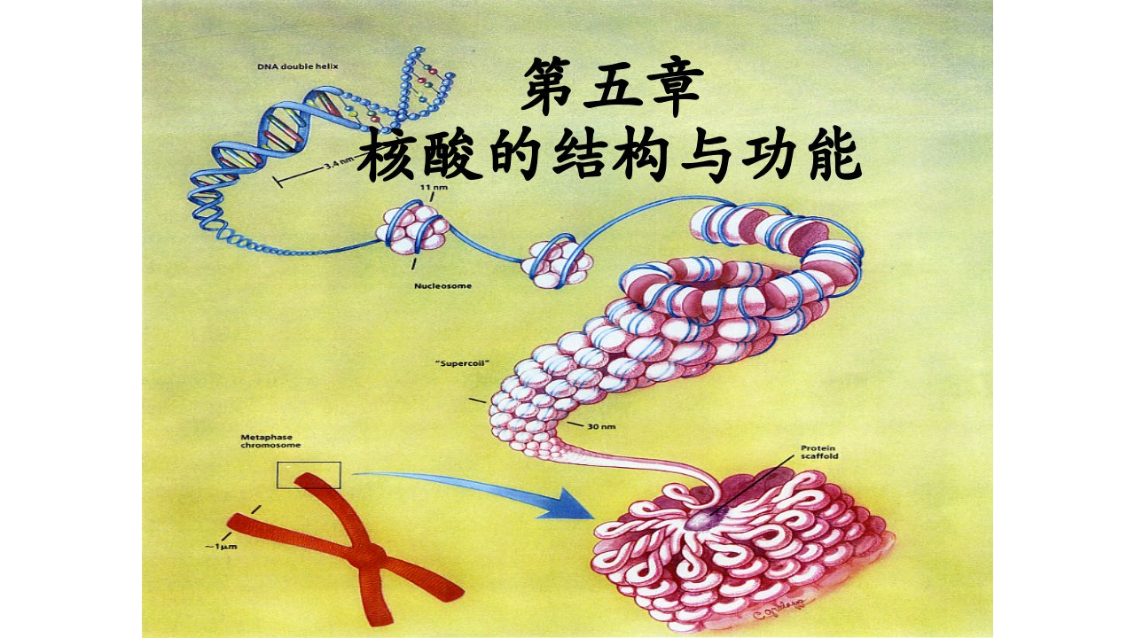 生物化学第五章核酸