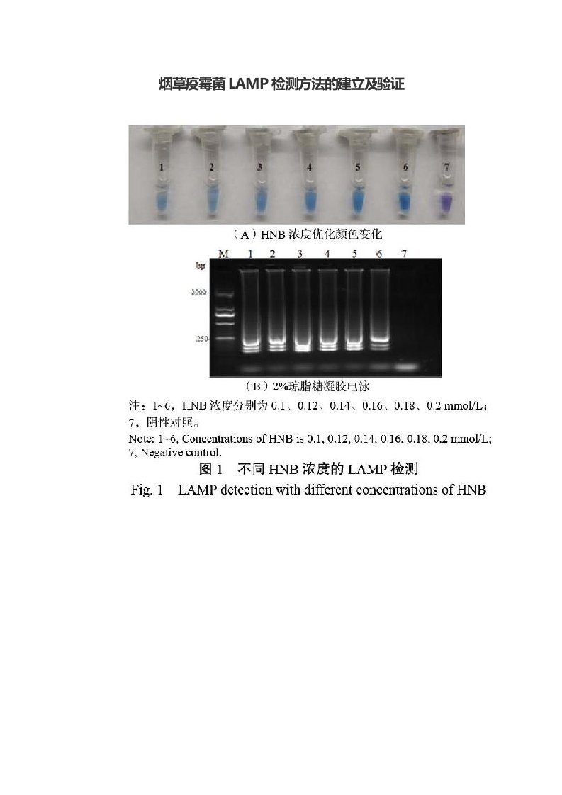 烟草疫霉菌LAMP检测方法的建立及验证