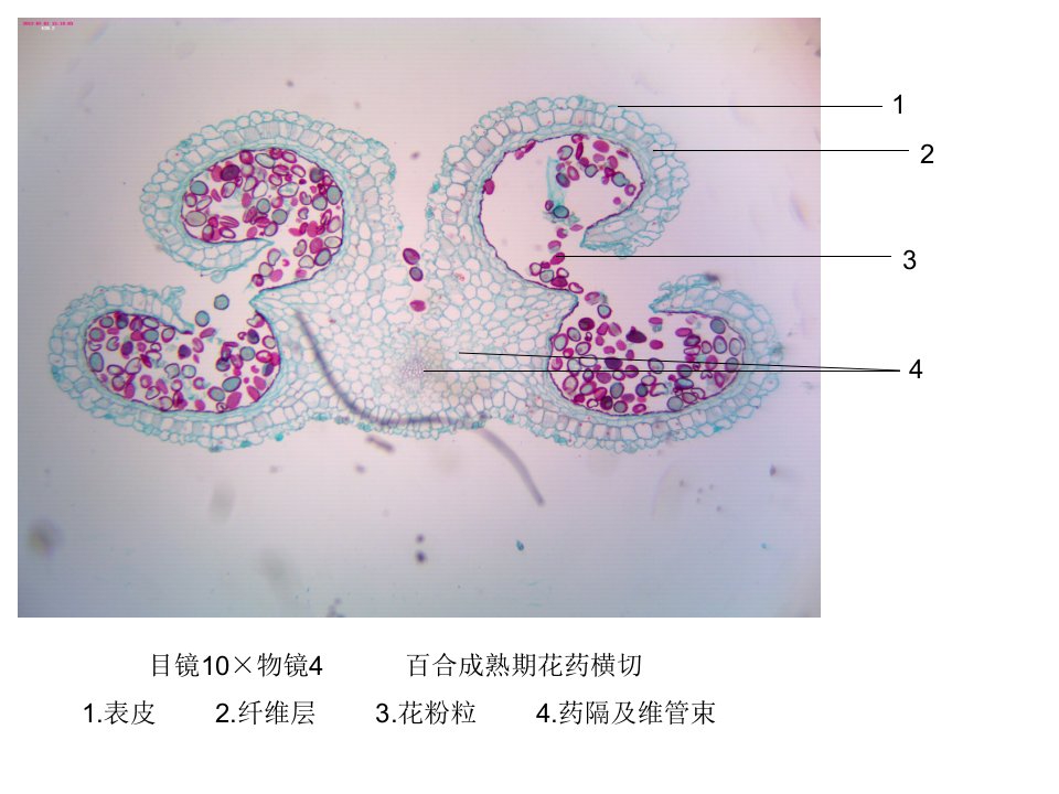 潘晓军药用植物学花果实及种子实验图片