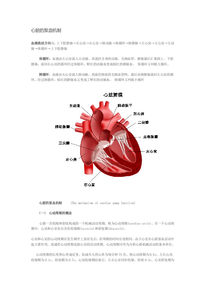 心脏的泵血机制