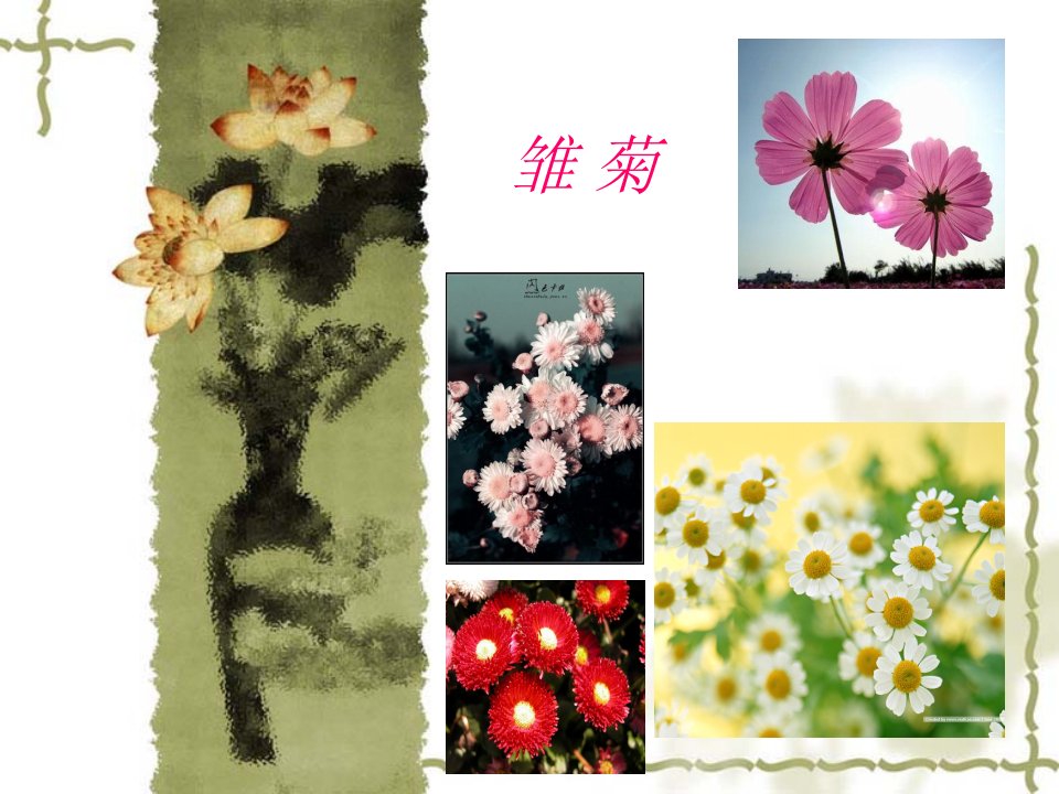 雏_菊-课件（PPT·精·选）