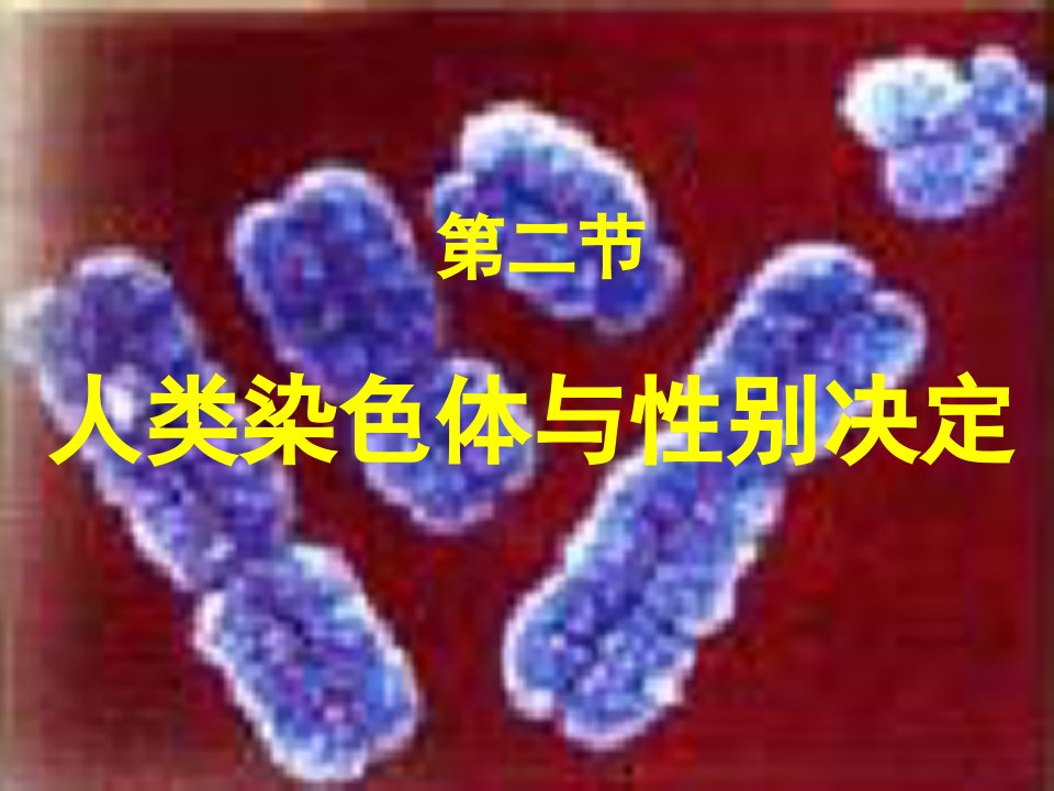 染色体与性别决定分享资料