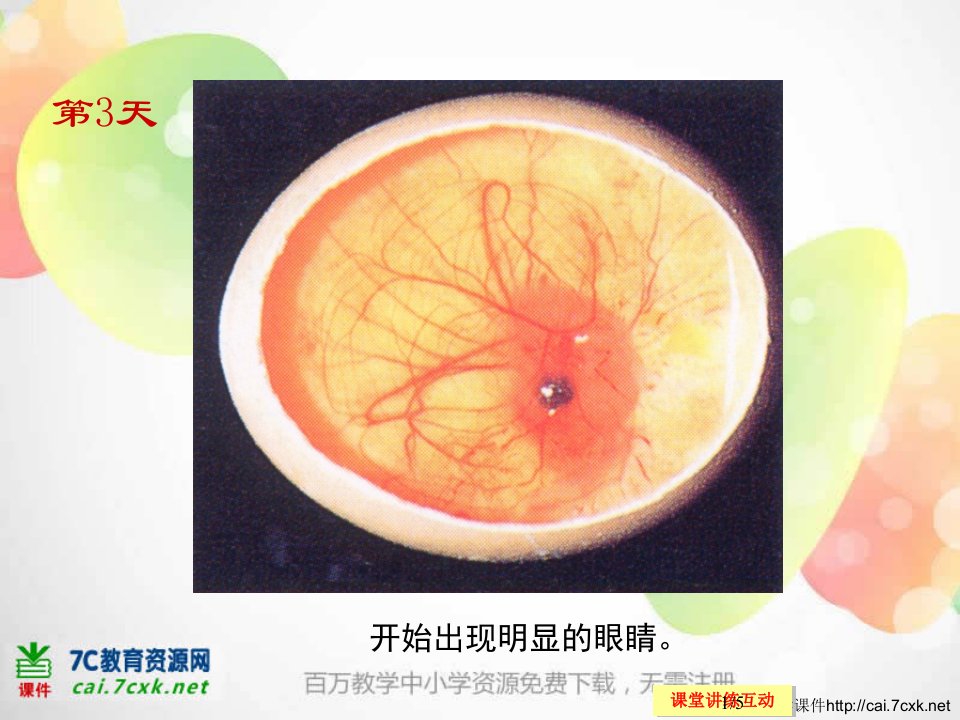 小鸡的诞生过程组图