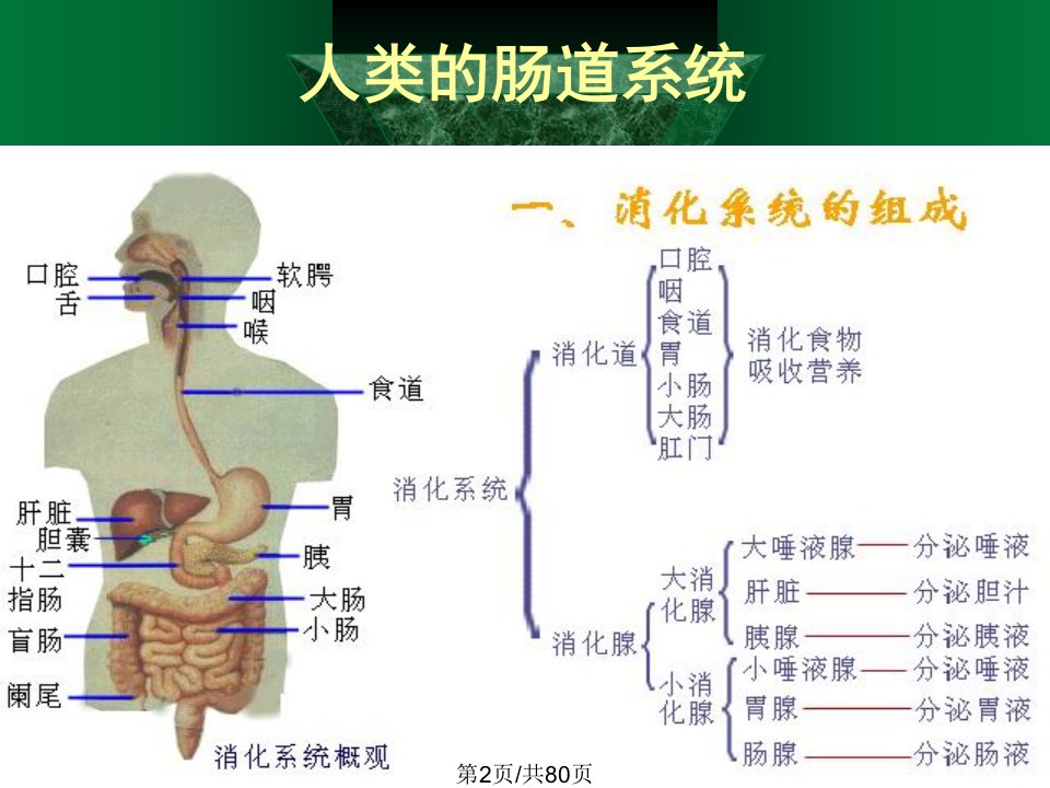 肠粘膜屏障12学习