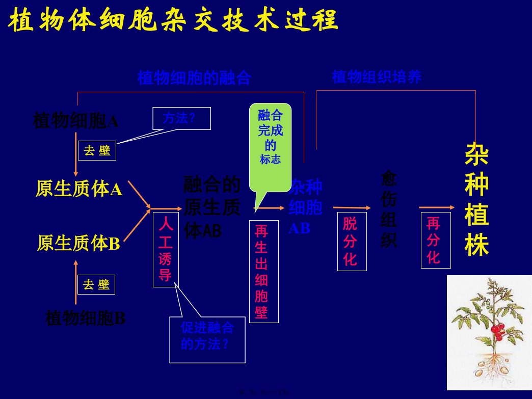 动物细胞融合与单克隆抗体