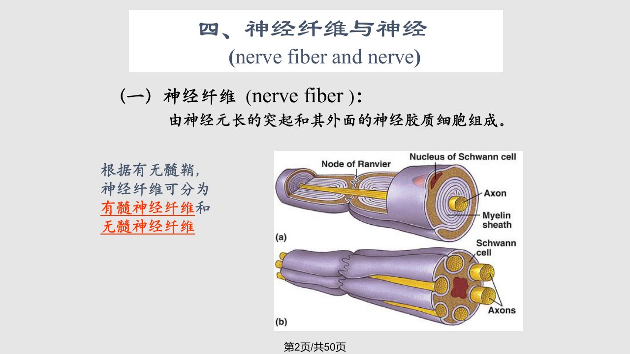 神经组织大班C皮肤