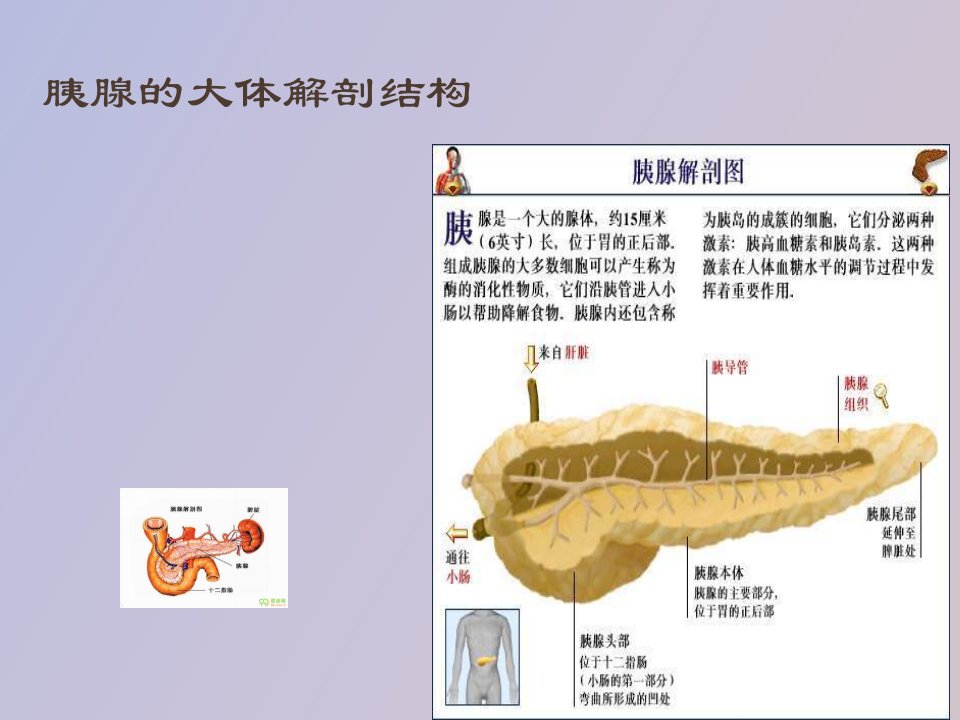 胰腺的组织解剖