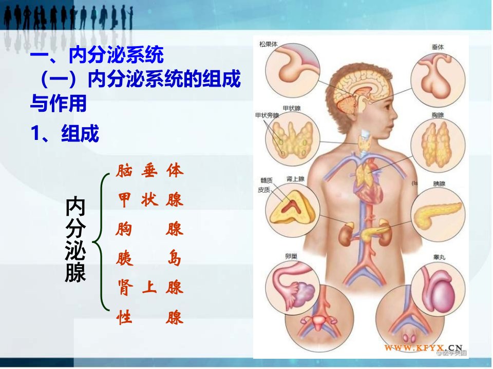 内分泌系统和免疫系统PPT课件