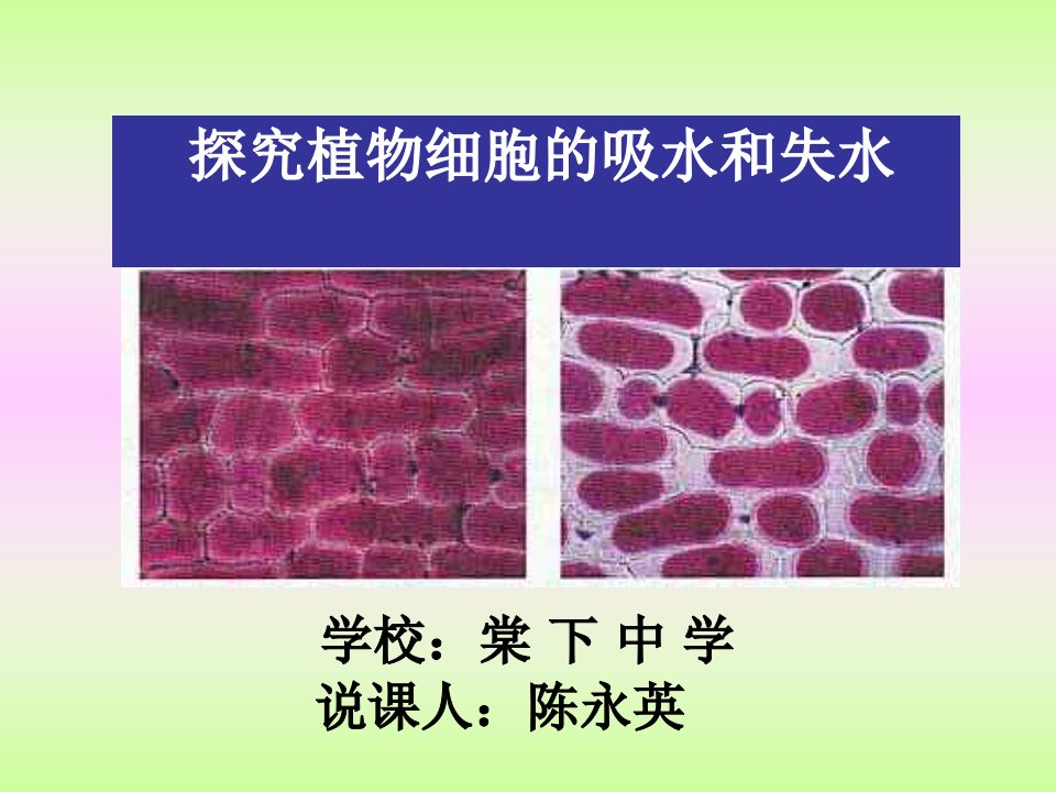 探究植物细胞吸水和失水