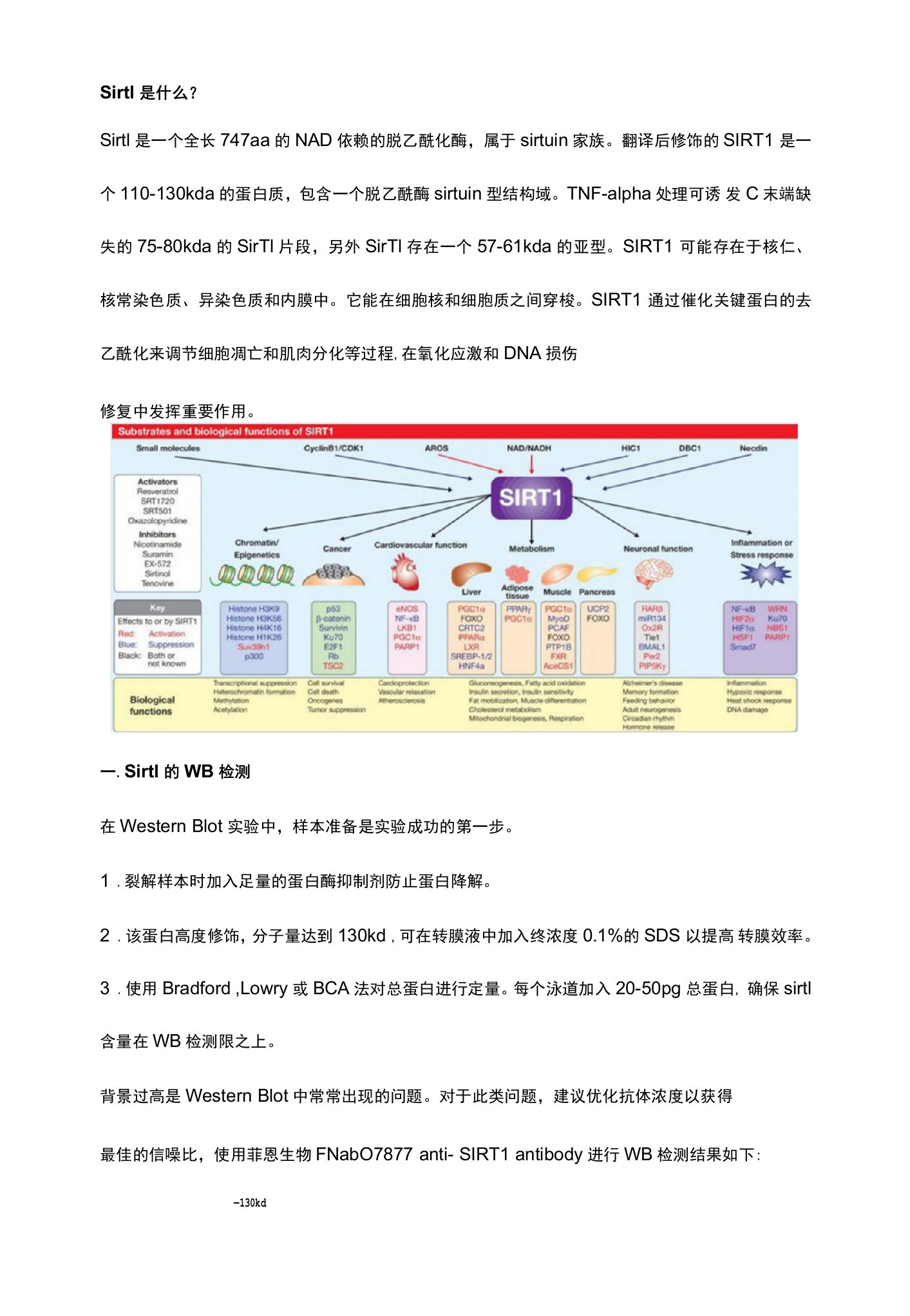 实验中Sirt1靶点3大检测详解教学