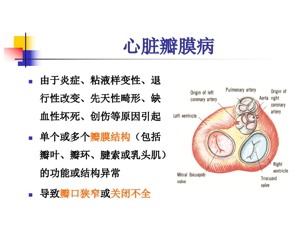 医学专题心脏瓣膜病个案