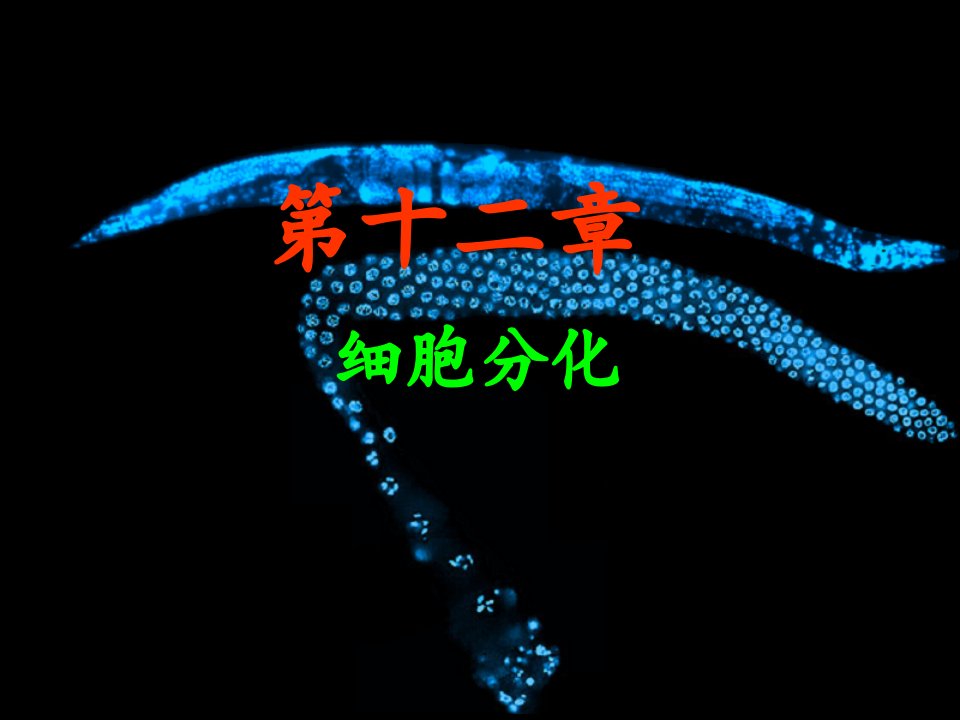 细胞生物学-细胞分化