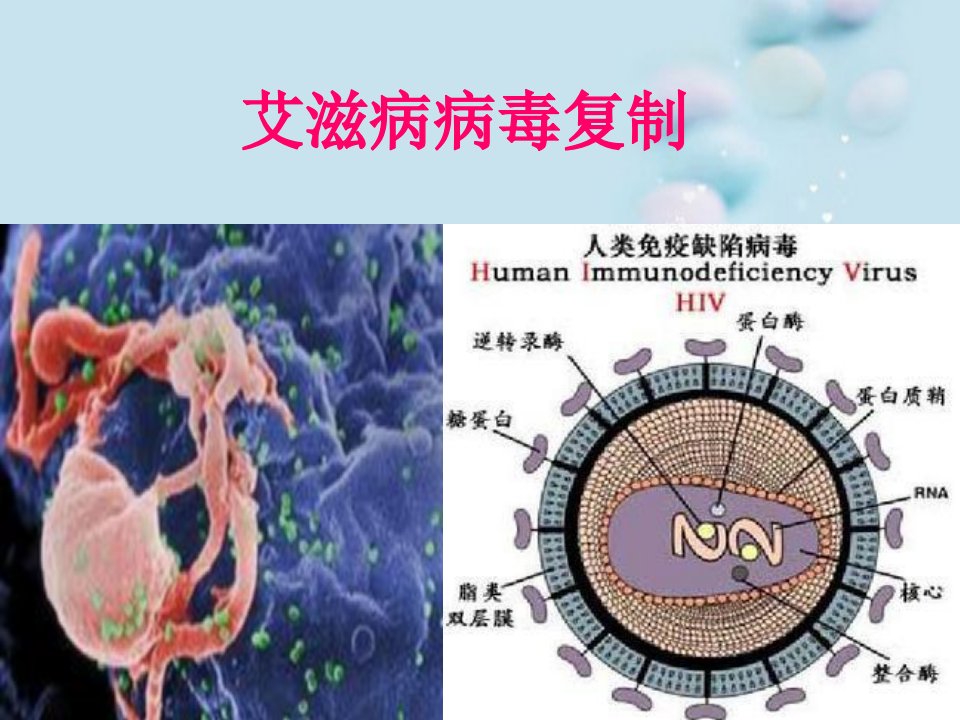 艾滋病病毒复制解说