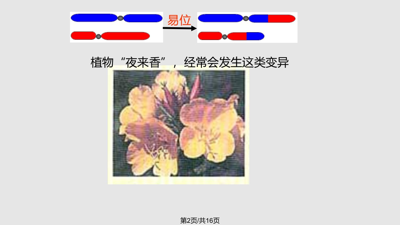 染色体变异徐