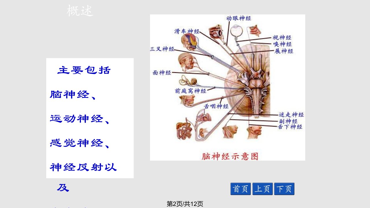 神经系统检查