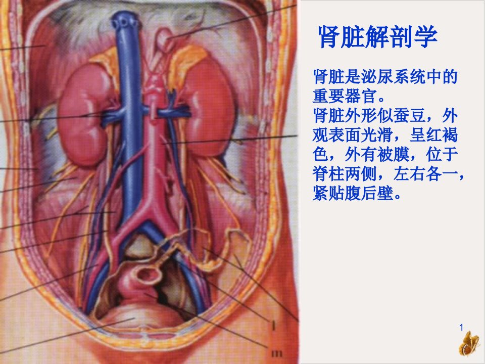 泌尿系统疾病的营养治疗