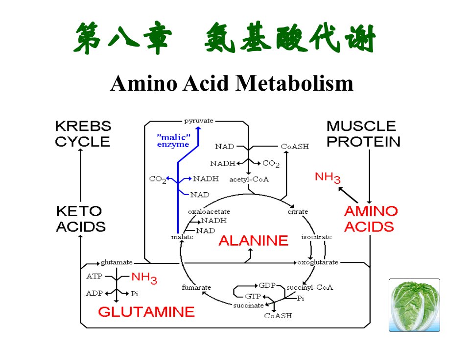 第十章.氨基酸代谢