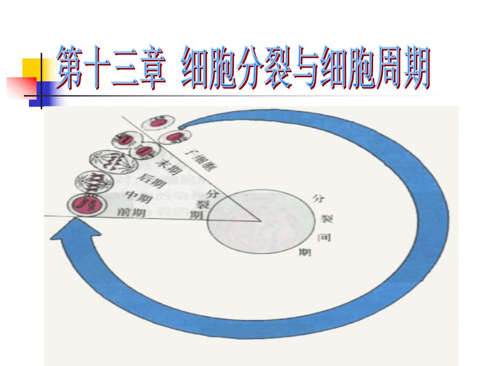 细胞增殖和细胞周期修改