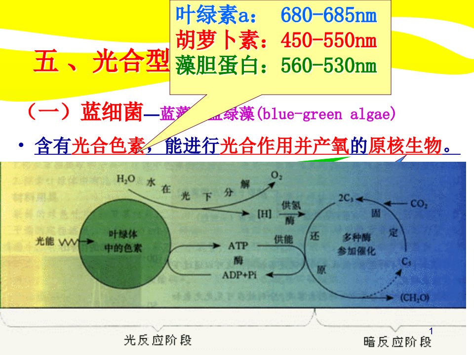 《环境工程微生物学》放线菌-ppt课件