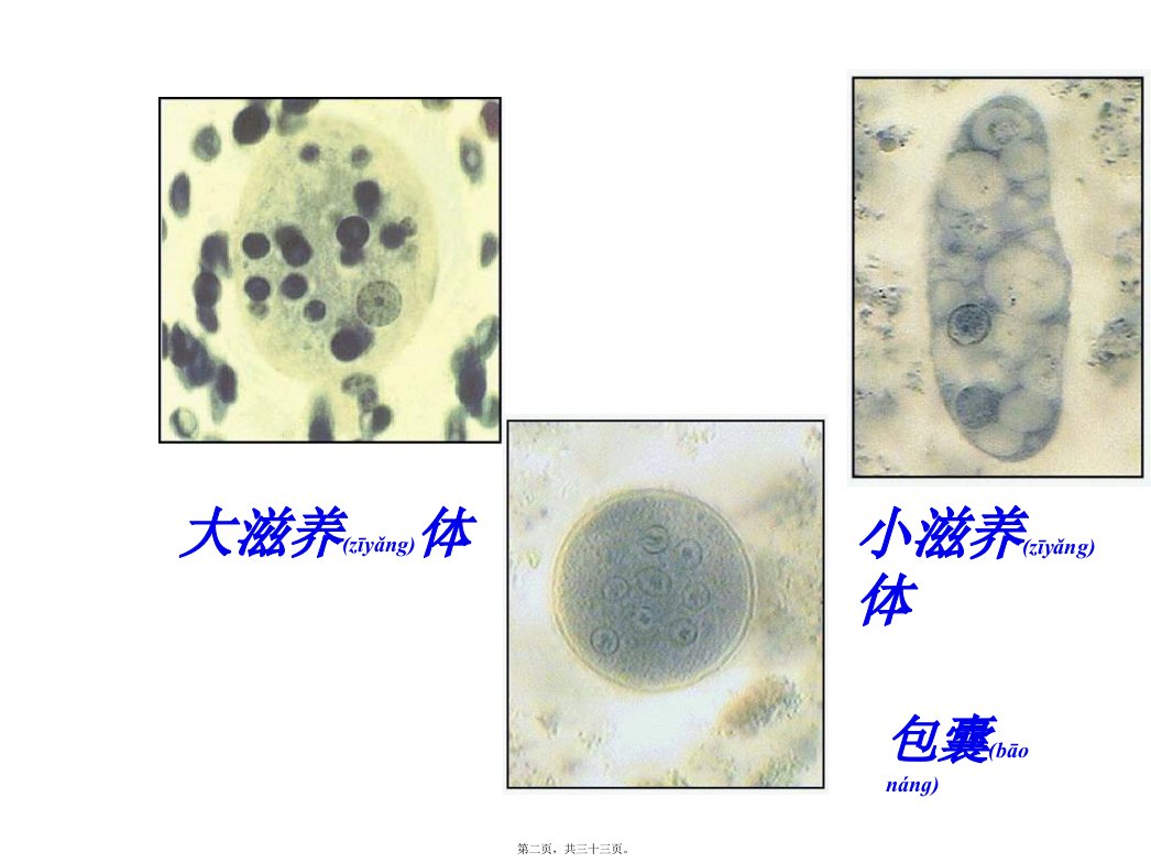 医学专题抗阿米巴虫驱肠虫药