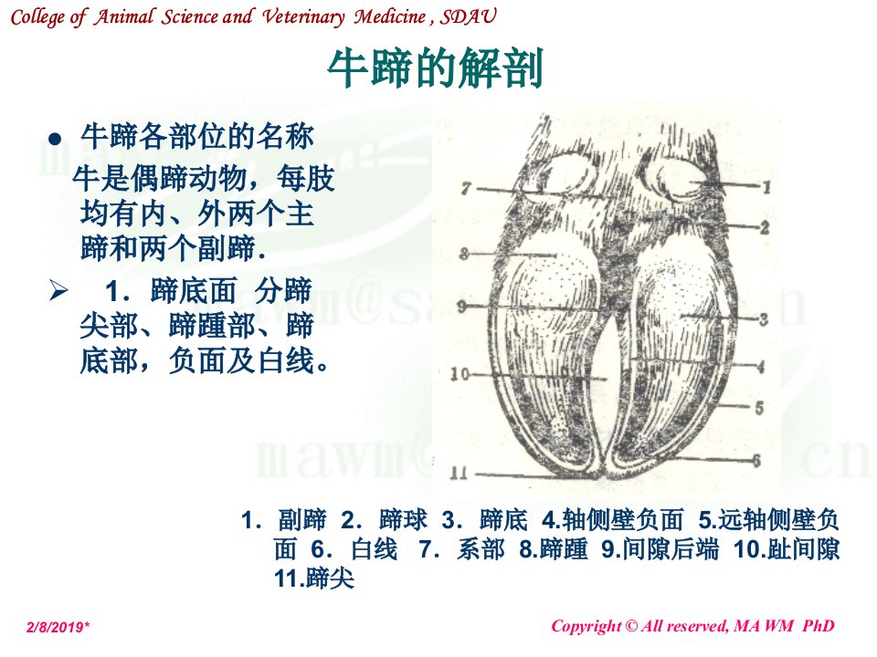 动物外科学奶牛蹄病PPT课件